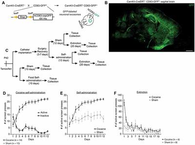 Cocaine Self-administration and Extinction Inversely Alter Neuron to Glia Exosomal Dynamics in the Nucleus Accumbens